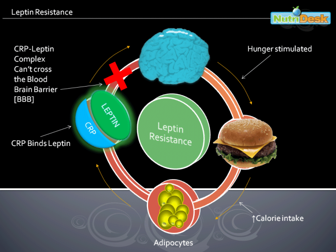 Leptin-Resistance-xxs-1